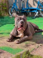 American bully xl . Blue color ., Dieren en Toebehoren, Particulier, 1 tot 2 jaar, Buitenland, Parvo