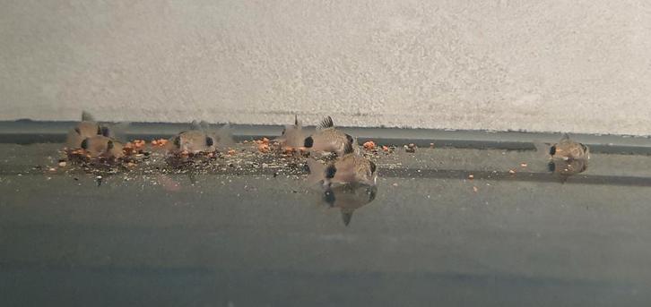 17st Corydoras panda, Dieren en Toebehoren, Vissen | Aquariumvissen, Zoetwatervis, Vis, Schoolvis