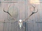 Groot hertengewei XL – wanddecoratie landelijk – taxidermie, Ophalen, Zo goed als nieuw, Hert, Opgezet dier