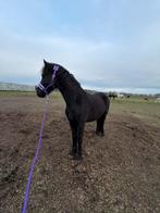 3 jarige fries paard, Dieren en Toebehoren, Met stamboom, Ruin, Dressuurpony, 3 tot 6 jaar