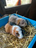2 mooie cavia’s te koop, Dieren en Toebehoren, Cavia, Augustus, Vrouwelijk, Tam