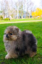 Pomeriaan pup unieke creme merle, Particulier, 15 weken tot 1 jaar, Buitenland, Teef