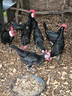 Spaanse witwang broedeieren te koop., Geslacht onbekend, Kip