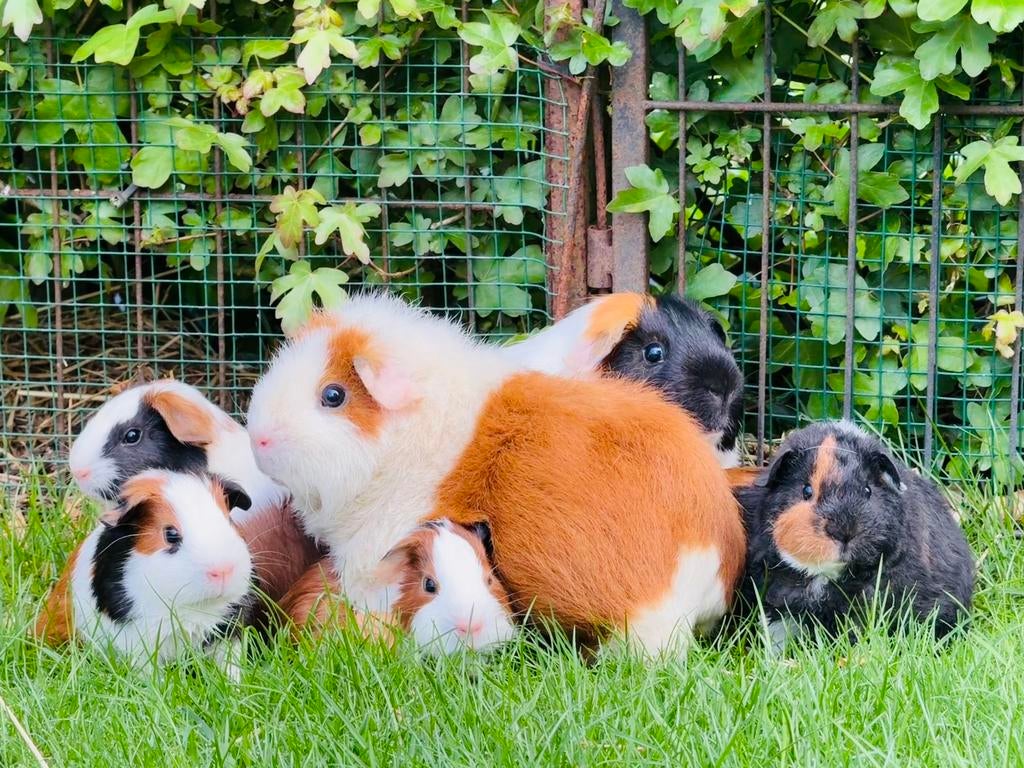 Leuke cavia’s, Groot