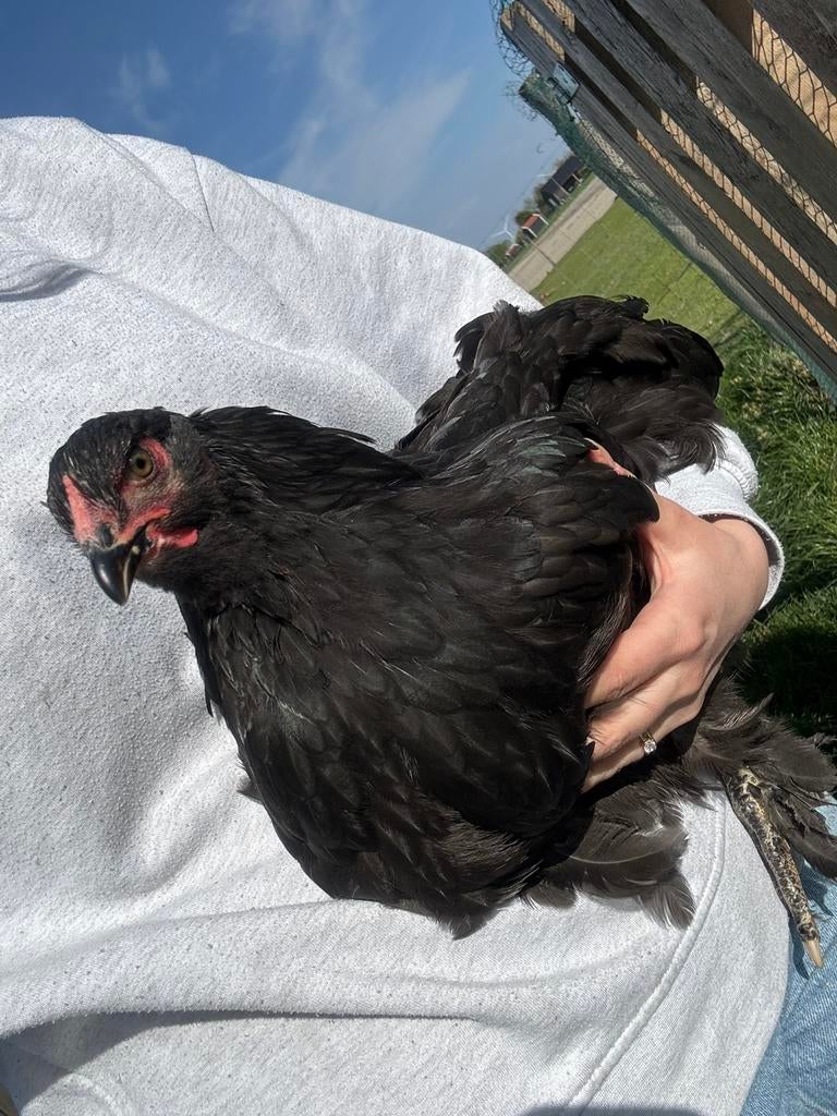 Kippen te koop, Vrouwelijk, Kip