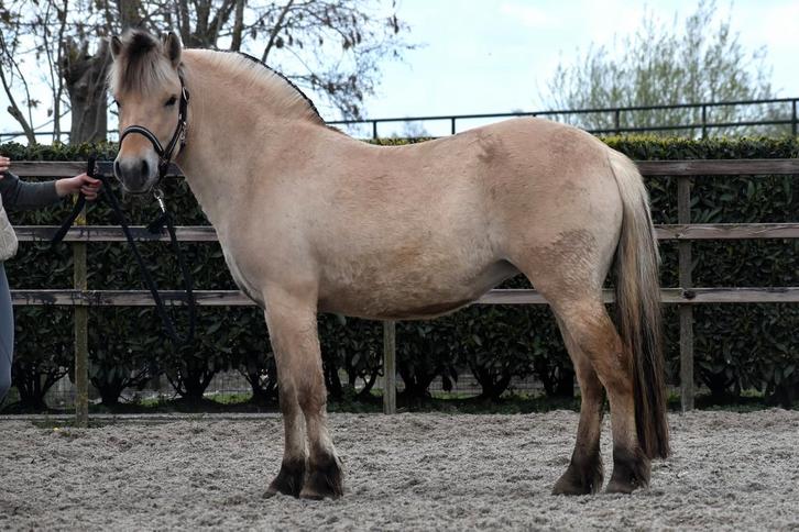 Mooie stevige en makke fjorden merrie, Dieren en Toebehoren, Pony's, Merrie, Onbeleerd, D pony (1.37m tot 1.48m), Recreatiepony