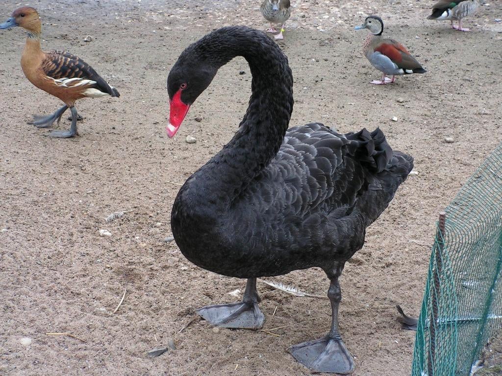Zwarte zwanen | Koppels te koop | Losse dieren te koop, Dieren en Toebehoren, Pluimvee, Meerdere dieren, Gans of Zwaan