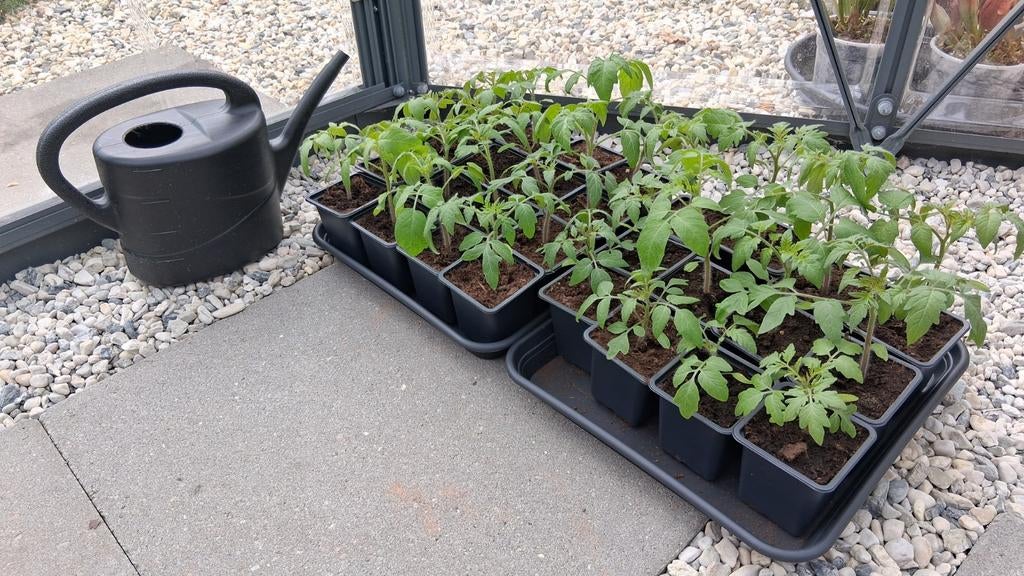 Cherrytomatenplantjes!, Ophalen, Eenjarig, Groenteplanten, Volle zon