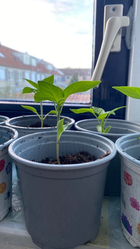 Paprika plantjes, Ophalen, Eenjarig, Groenteplanten, Volle zon