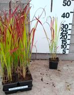 Imperata Cylindrica 'Red Baron' - Japans Bloedgras, Ophalen, Volle zon, Vaste plant, Siergrassen