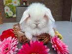 Minilop hangoor dwerg konijntje wit met blauwe ogen, Dieren en Toebehoren, Konijnen, Mannelijk, Dwerg, Hangoor