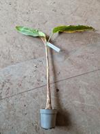 Musa helan beauty, Ophalen, Halfschaduw, Minder dan 100 cm