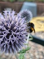 kogeldistel, Ophalen, Overige soorten, Volle zon