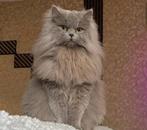 Een lieve poes, Poes