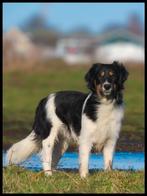Herplaatsing: lieve border-stabij x kooikerhondje zoekt baas, Dieren en Toebehoren, Honden | Niet-rashonden, 15 weken tot 1 jaar