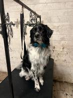 Trimsalon voor grote honden biddinghuizen, Ophalen of Verzenden, Nieuw