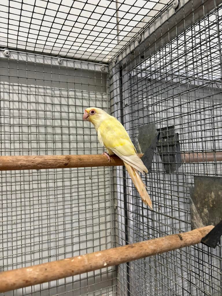 Crème ino Pyrrhura., Vrouwelijk, Parkiet, Geringd