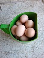Verse kippen eitjes, Vrouwelijk, Kip
