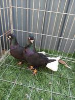 Koppel duiven, Meerdere dieren, Eend