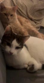 Gratis ophalen 2 katten, Meerdere dieren, 0 tot 2 jaar