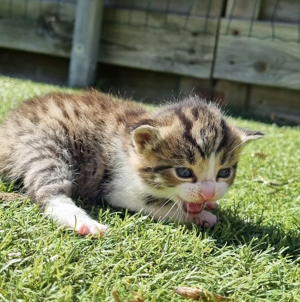 Boerderij kittens (1 katertje over, zie foto), Dieren en Toebehoren, Katten en Kittens | Overige Katten, Meerdere dieren, Kortharig