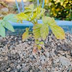Frambozen stekjes, Ophalen of Verzenden, Volle zon