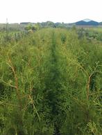 Haagconiferen Thuja Brabant coniferen 80/100 tot 180cm, Ophalen, Conifeer, Haag, 100 tot 250 cm