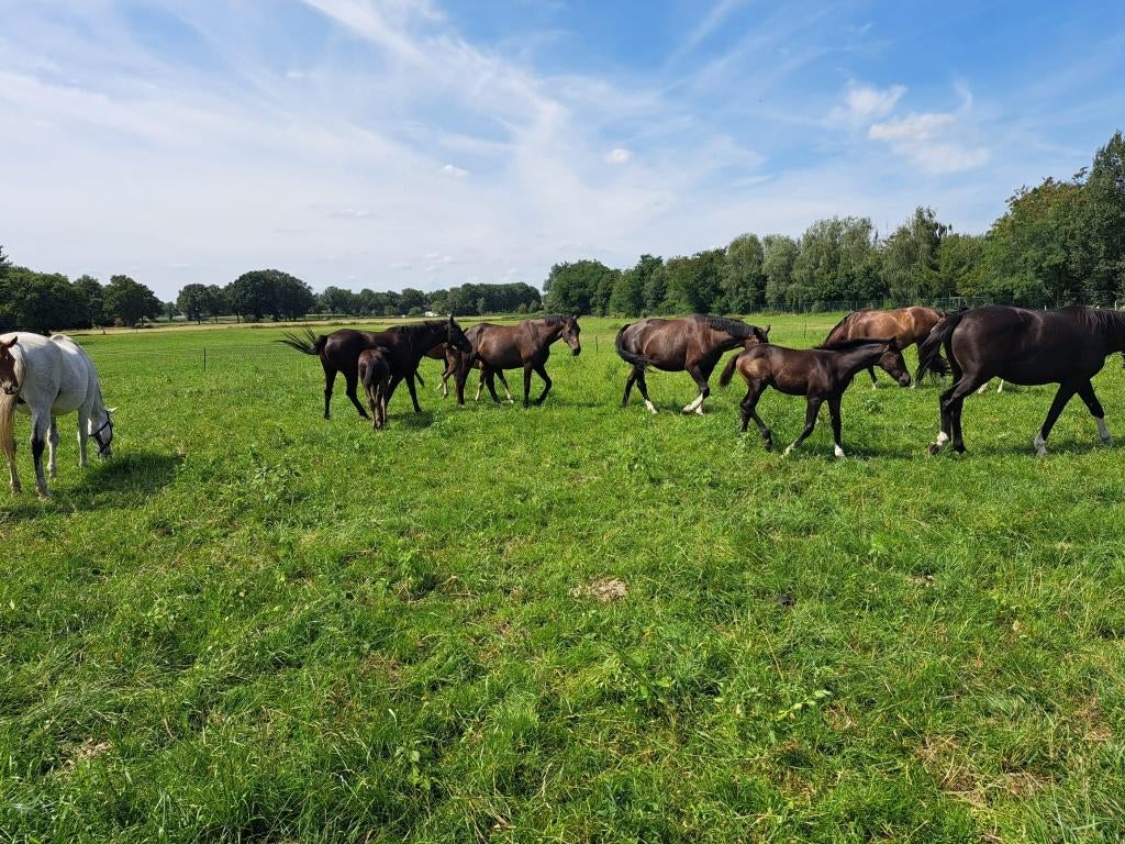Drachtige paarden, Dieren en Toebehoren, Paarden, Merrie, Springpaard, Met stamboom