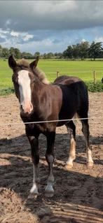 Schwarzwälder Fuchs hengst veulen, Dieren en Toebehoren, Paarden, Hengst, Minder dan 160 cm, 0 tot 2 jaar