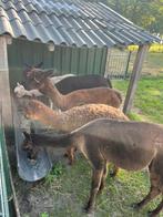 Alpaca’s te koop, April, Meerdere dieren