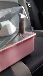 gerbil, Dieren en Toebehoren, Knaagdieren, April, Vrouwelijk, Overige typen, Tam