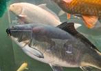 Doitsu ghost koi 60+cm, Dieren en Toebehoren, Vissen | Vijvervissen, Karper of Koi