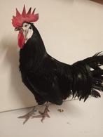 Trio spaanse witwang (1haan en 2 hennen) zeldzaam, Meerdere dieren, Kip