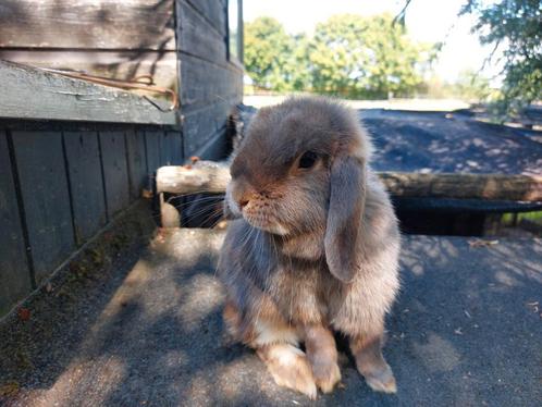 Minilop voedsters, Dieren en Toebehoren, Konijnen, Klein, Vrouwelijk, 0 tot 2 jaar, Hangoor