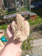 Jonge Japanse kwartels, Dieren en Toebehoren, Pluimvee, Meerdere dieren, Overige soorten