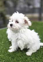 Te koop leuke kleine maltezer pups, Nederland, Overige rassen, CDV (hondenziekte), 8 tot 15 weken