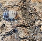 Cubaris sp 'White shark', Dieren en Toebehoren, Overige soorten