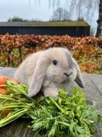 Raszuivere franse hangoor voedster, Dieren en Toebehoren, Konijnen, Vrouwelijk, Groot, Hangoor, 0 tot 2 jaar