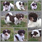 Lieve bonte ( wit / chocolade  ) Havanezers, CDV (hondenziekte), Overige rassen, 8 tot 15 weken, Meerdere