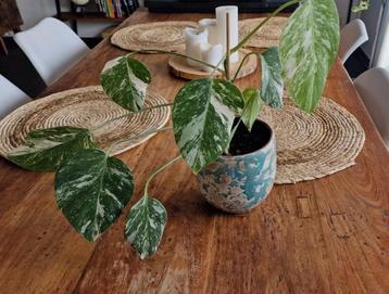 Monstera Variegata  beschikbaar voor biedingen