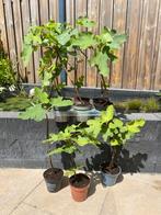 gezonde vijgenboompjes (stekken) te koop, Ophalen of Verzenden