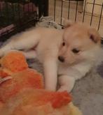 Pomsky reutje & teefje, Parvo, 8 tot 15 weken, Poolhond, Meerdere