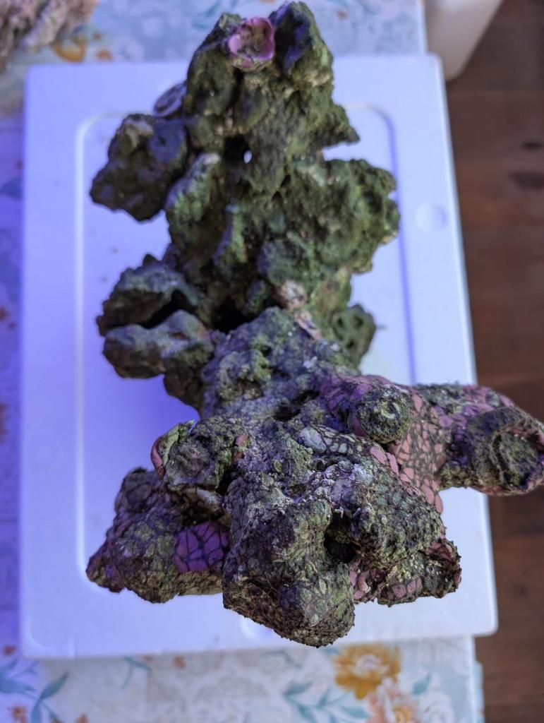 Caribsea Live rock “Coral Tree” for sale, Dieren en Toebehoren, Vissen | Aquaria en Toebehoren, Ophalen, Plant(en), Steen of Hout