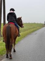 Bijrijdster gezocht/halve lease aangeboden., Dieren en Toebehoren, Ophalen