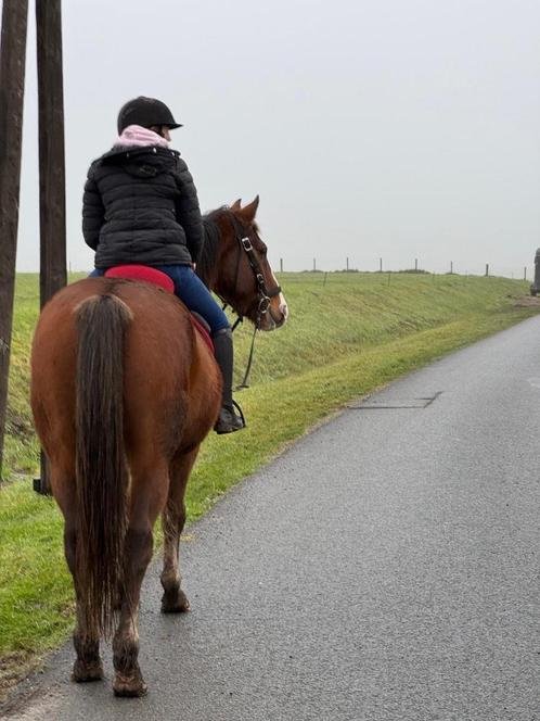 Bijrijdster gezocht/halve lease aangeboden., Dieren en Toebehoren, Paarden en Pony's | Verzorgingsproducten, Ophalen