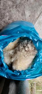 Net geschoren wol, Hobby en Vrije tijd, Spinnewielen en Spinnen, Ophalen, Nieuw, Spinwol