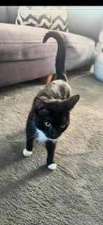 Lieve kat, Dieren en Toebehoren, Katten en Kittens | Overige Katten, Kater
