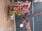 Jonge pyrrhura, Dieren en Toebehoren, Vogels | Parkieten en Papegaaien, Geslacht onbekend, Parkiet, Geringd