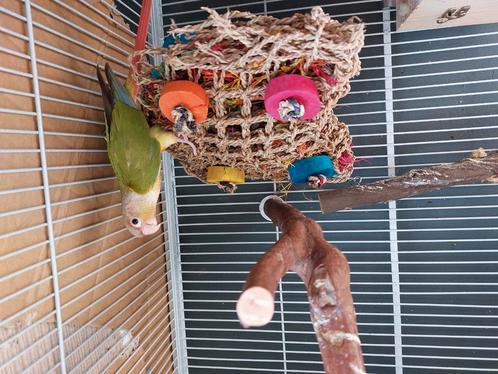 Jonge pyrrhura, Dieren en Toebehoren, Vogels | Parkieten en Papegaaien, Parkiet, Geslacht onbekend, Geringd