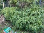 Bamboe Haag - niet woekerend 1.40 hoog, Tuin en Terras, Vaste plant, Bloeit niet, Halfschaduw, Ophalen